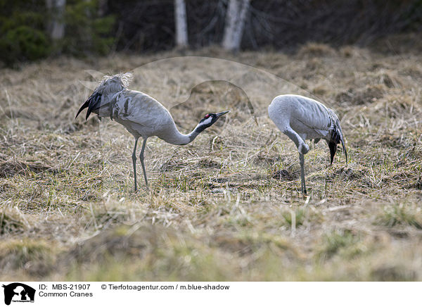 Graue Kraniche / Common Cranes / MBS-21907