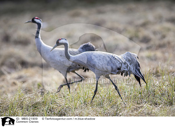 Graue Kraniche / Common Cranes / MBS-21909