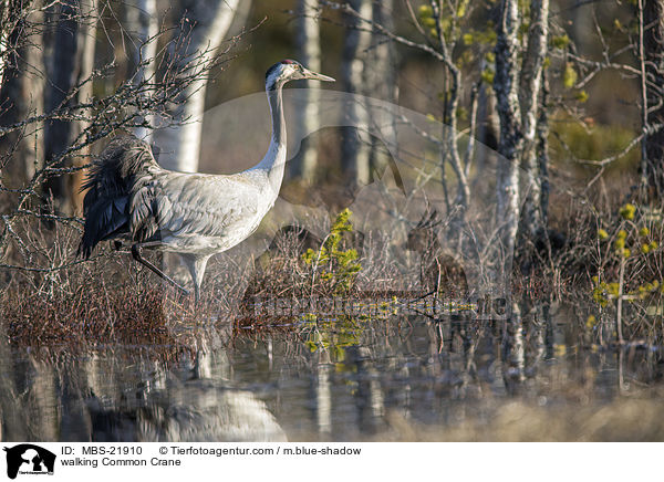 laufender Grauer Kranich / walking Common Crane / MBS-21910