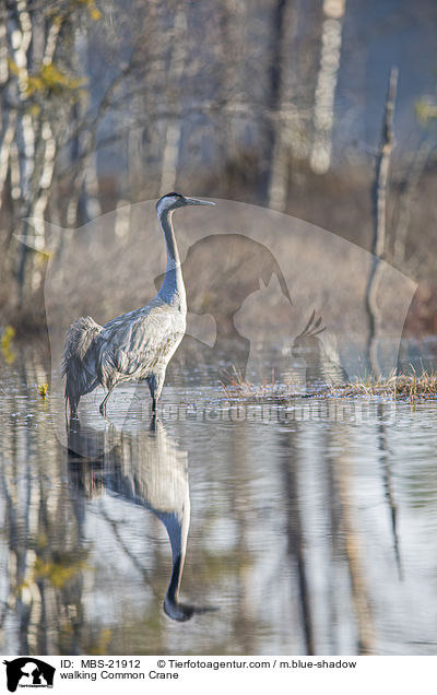 laufender Grauer Kranich / walking Common Crane / MBS-21912