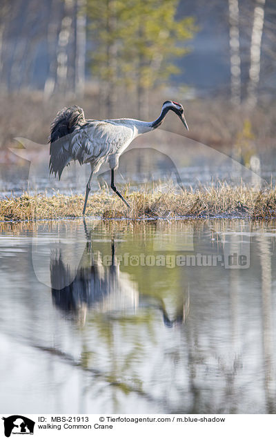 laufender Grauer Kranich / walking Common Crane / MBS-21913