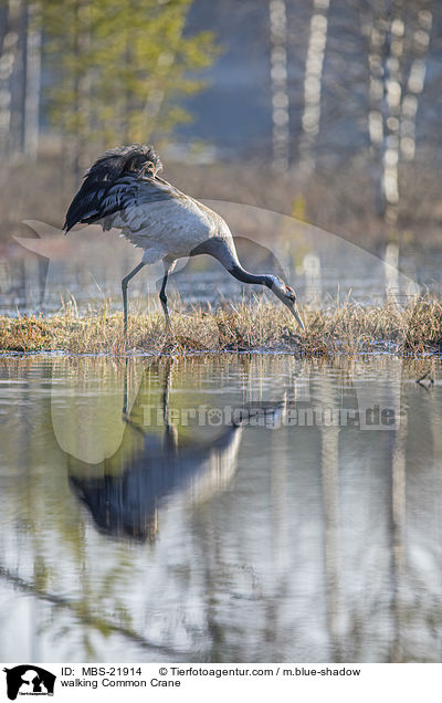 laufender Grauer Kranich / walking Common Crane / MBS-21914
