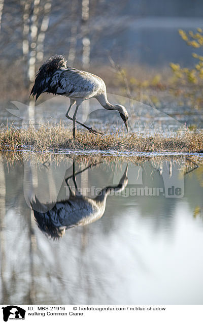 laufender Grauer Kranich / walking Common Crane / MBS-21916