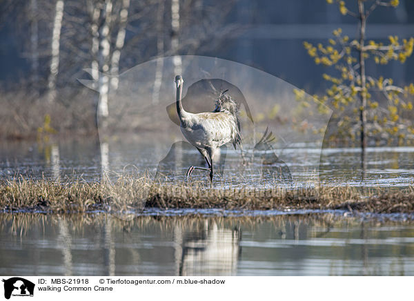 laufender Grauer Kranich / walking Common Crane / MBS-21918