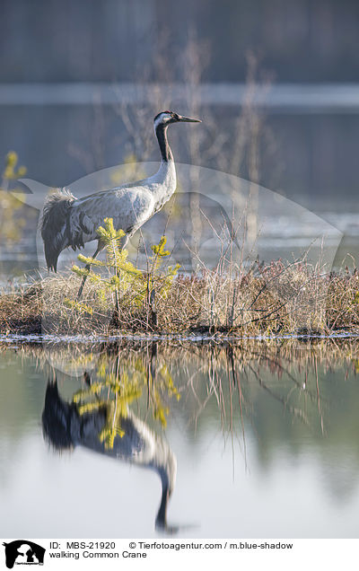 laufender Grauer Kranich / walking Common Crane / MBS-21920