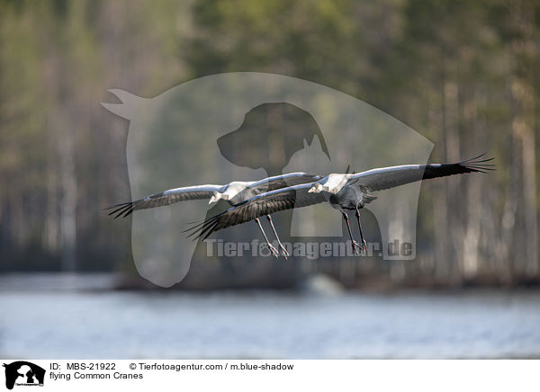 fliegende Graue Kraniche / flying Common Cranes / MBS-21922