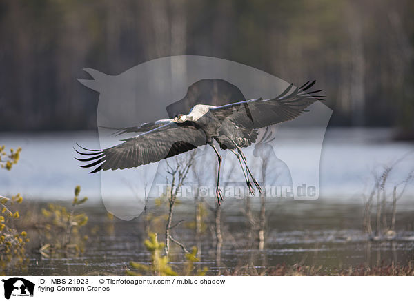 fliegende Graue Kraniche / flying Common Cranes / MBS-21923