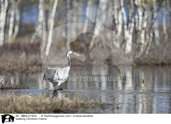 laufender Grauer Kranich / walking Common Crane / MBS-21924
