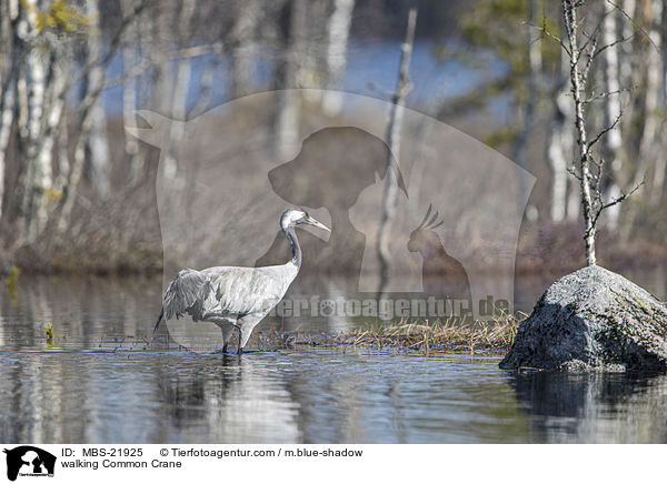 walking Common Crane / MBS-21925