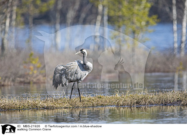 laufender Grauer Kranich / walking Common Crane / MBS-21926