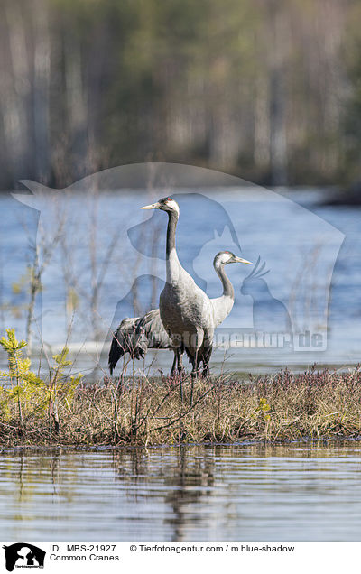 Common Cranes / MBS-21927