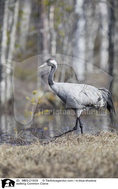laufender Grauer Kranich / walking Common Crane / MBS-21929