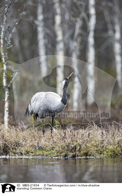 standing Common Crane / MBS-21934