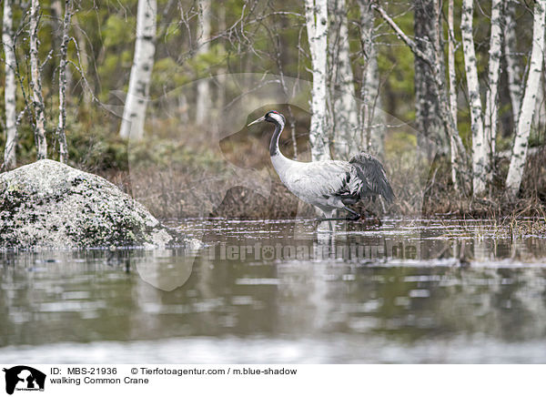laufender Grauer Kranich / walking Common Crane / MBS-21936