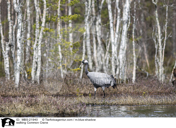 laufender Grauer Kranich / walking Common Crane / MBS-21940