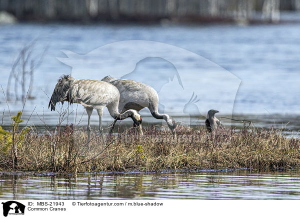 Graue Kraniche / Common Cranes / MBS-21943