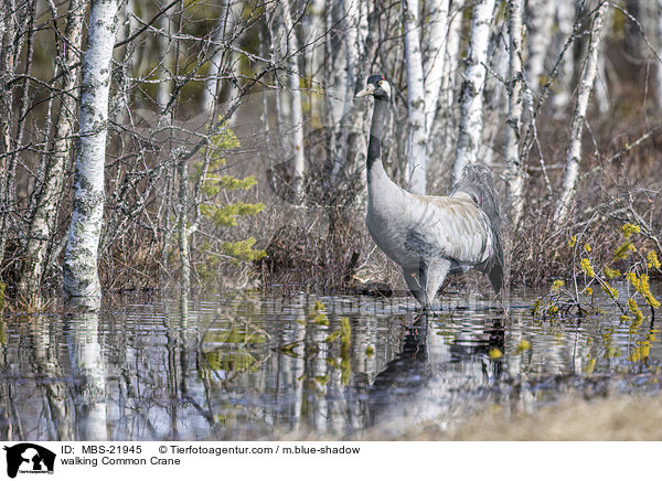 laufender Grauer Kranich / walking Common Crane / MBS-21945