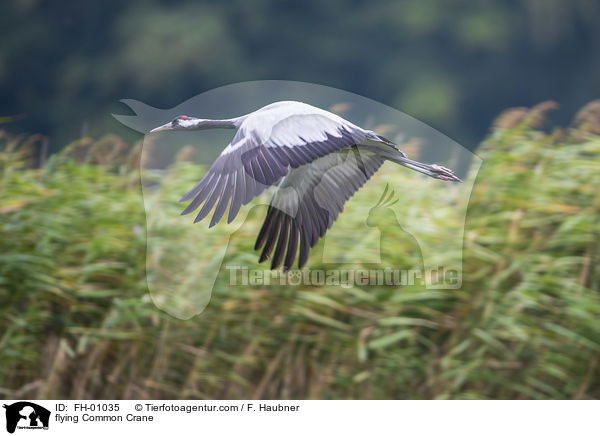 flying Common Crane / FH-01035