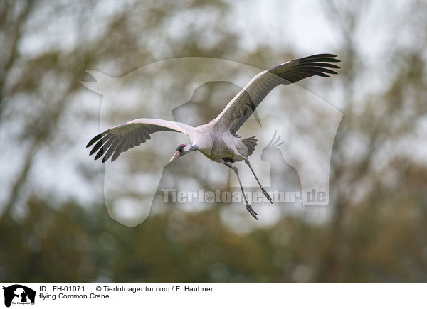 fliegender Grauer Kranich / flying Common Crane / FH-01071