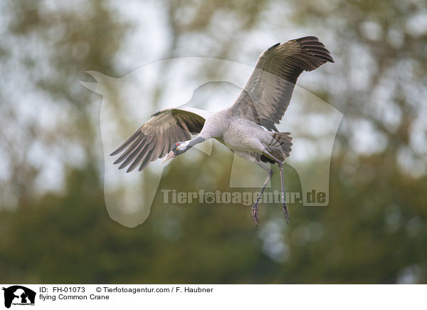 fliegender Grauer Kranich / flying Common Crane / FH-01073