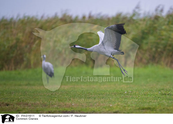 Graue Kraniche / Common Cranes / FH-01611