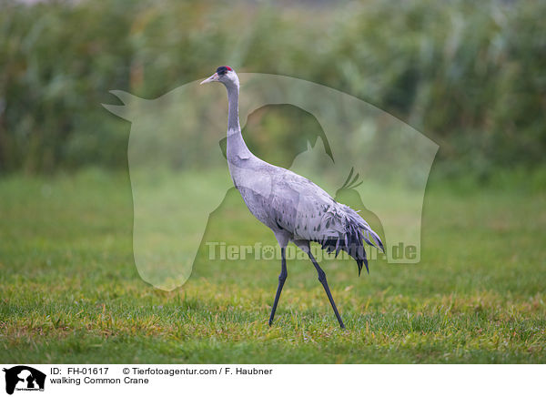 laufender Grauer Kranich / walking Common Crane / FH-01617