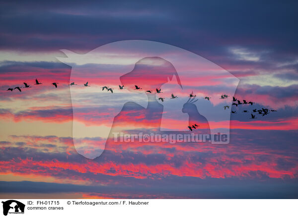 Graue Kraniche / common cranes / FH-01715