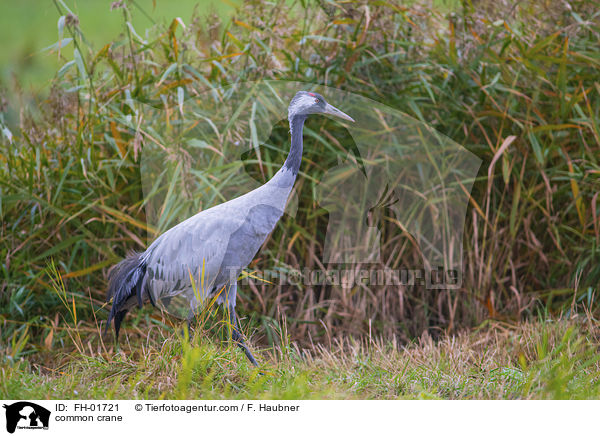 Grauer Kranich / common crane / FH-01721