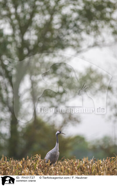 Grauer Kranich / common crane / FH-01727