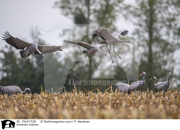 Graue Kraniche / common cranes / FH-01728