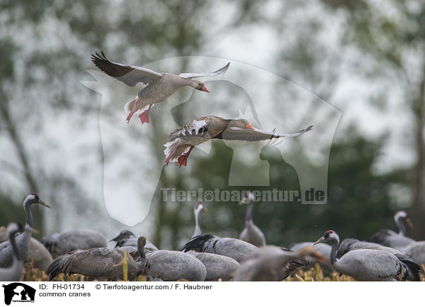 Graue Kraniche / common cranes / FH-01734