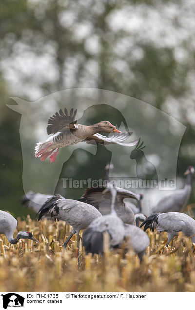 Graue Kraniche / common cranes / FH-01735