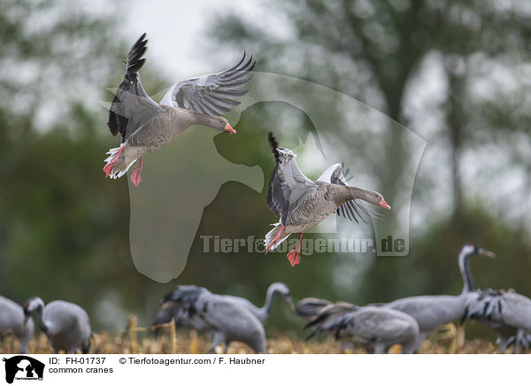 Graue Kraniche / common cranes / FH-01737