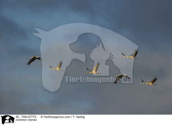 Graue Kraniche / common cranes / THA-07773