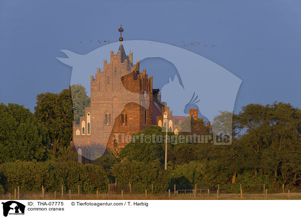 Graue Kraniche / common cranes / THA-07775