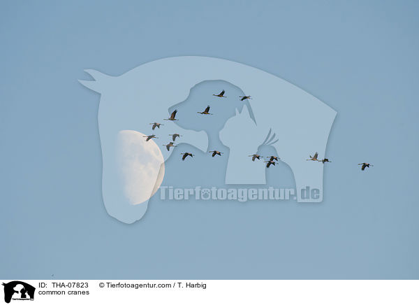 Graue Kraniche / common cranes / THA-07823