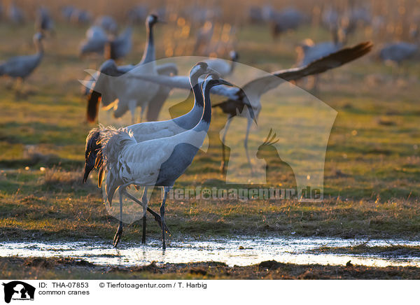 Graue Kraniche / common cranes / THA-07853
