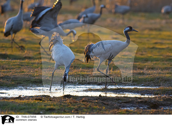 Graue Kraniche / common cranes / THA-07856