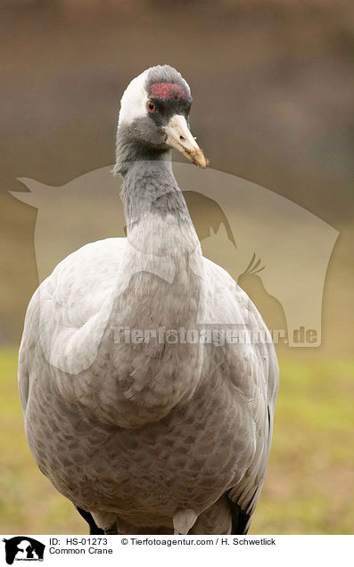 Grauer Kranich / Common Crane / HS-01273