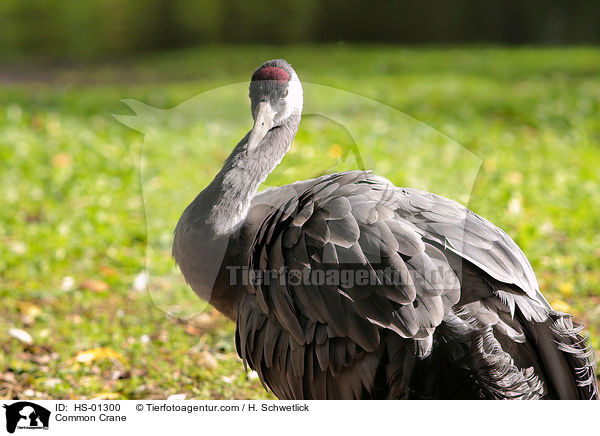 Grauer Kranich / Common Crane / HS-01300