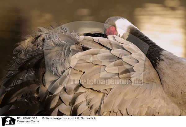 Grauer Kranich / Common Crane / HS-01311