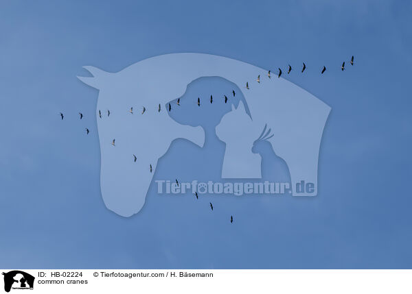 Graue Kraniche / common cranes / HB-02224