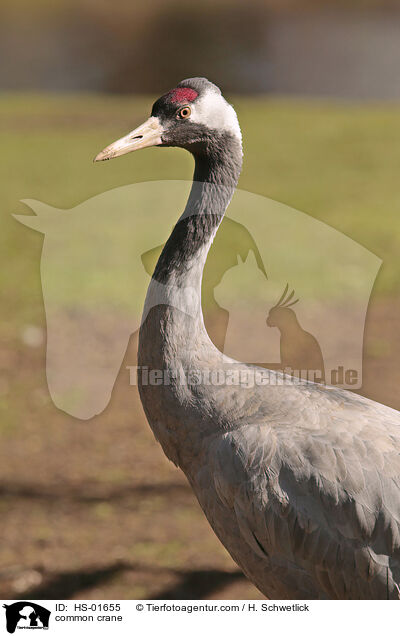 Grauer Kranich / common crane / HS-01655