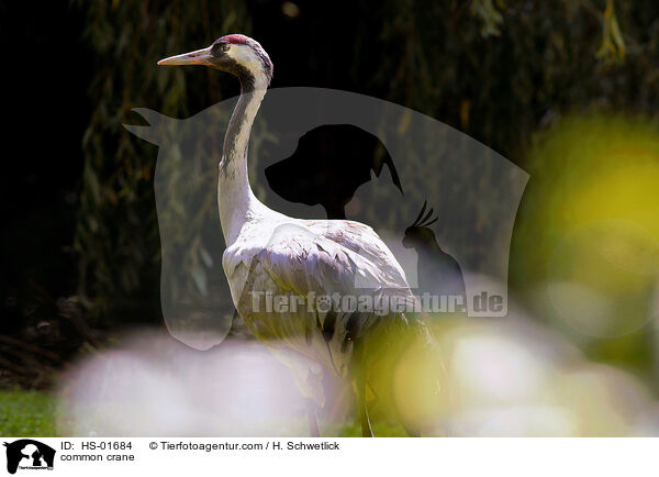 Grauer Kranich / common crane / HS-01684