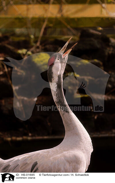 Grauer Kranich / common crane / HS-01685