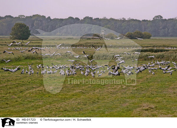 Graue Kraniche / common cranes / HS-01723