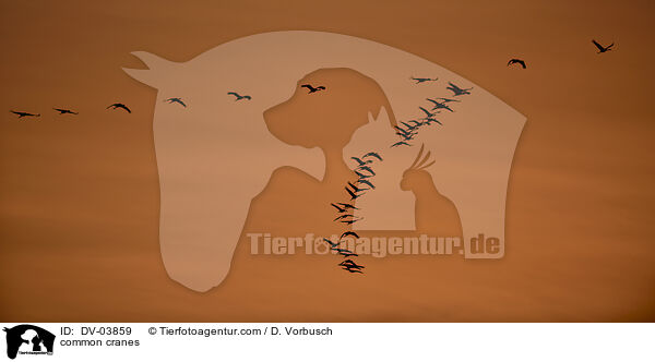 Graue Kraniche / common cranes / DV-03859