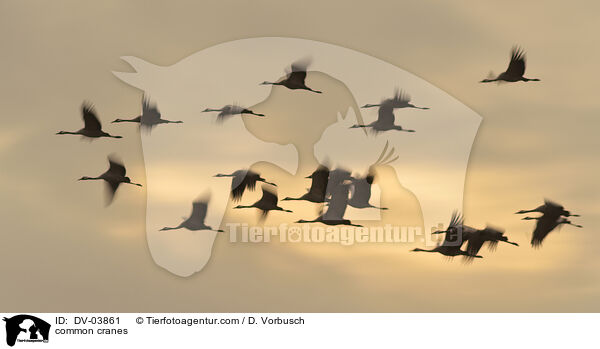 common cranes / DV-03861
