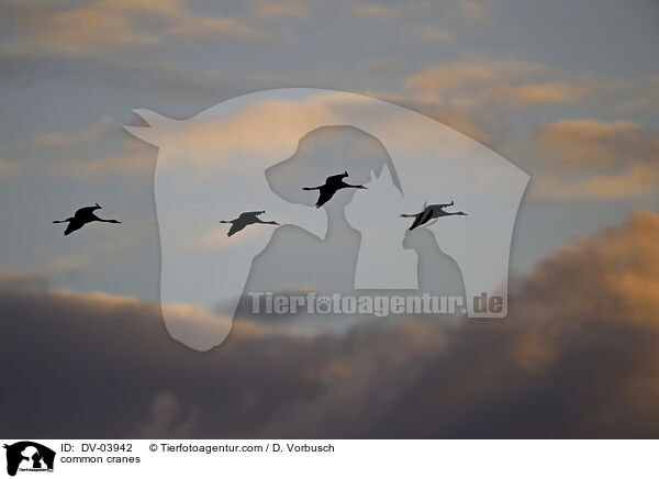 Graue Kraniche / common cranes / DV-03942