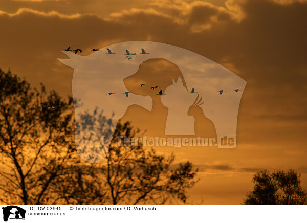 Graue Kraniche / common cranes / DV-03945